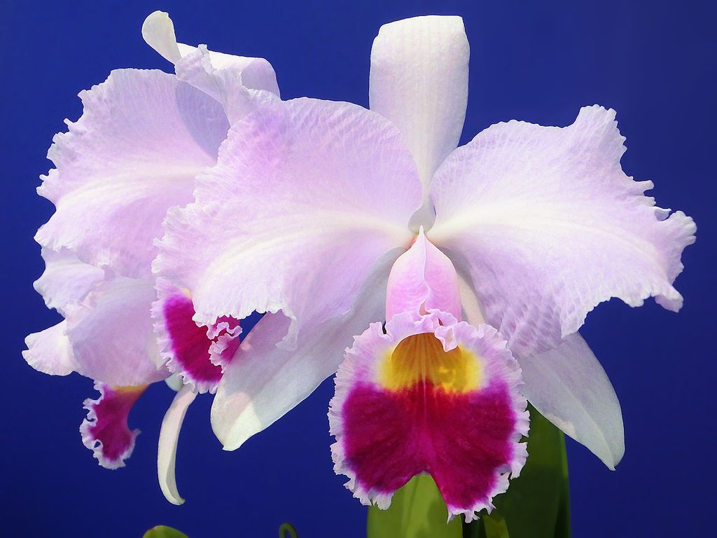 There are over 4,000 orchid varieties around the globe, with almost one-third located exclusively in Colombia.