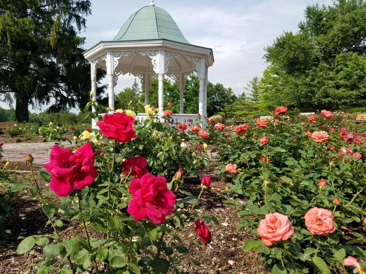 Any rose lover will adore this beautiful rose garden. - richmondrosegarden