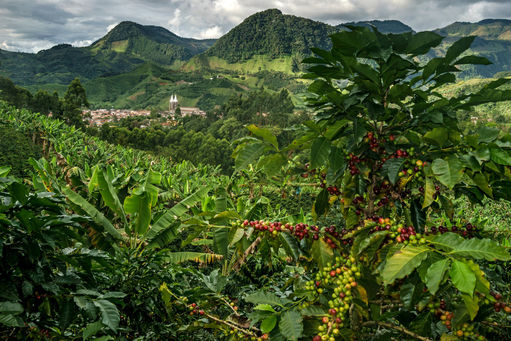 Arabica seeds are the exclusive species of Colombia's mountain ranges. Those seeds are well-known for their mellow consistency and fragrant flavor. Combined with a meticulous harvest procedure, this results in a high-quality, silky drink.