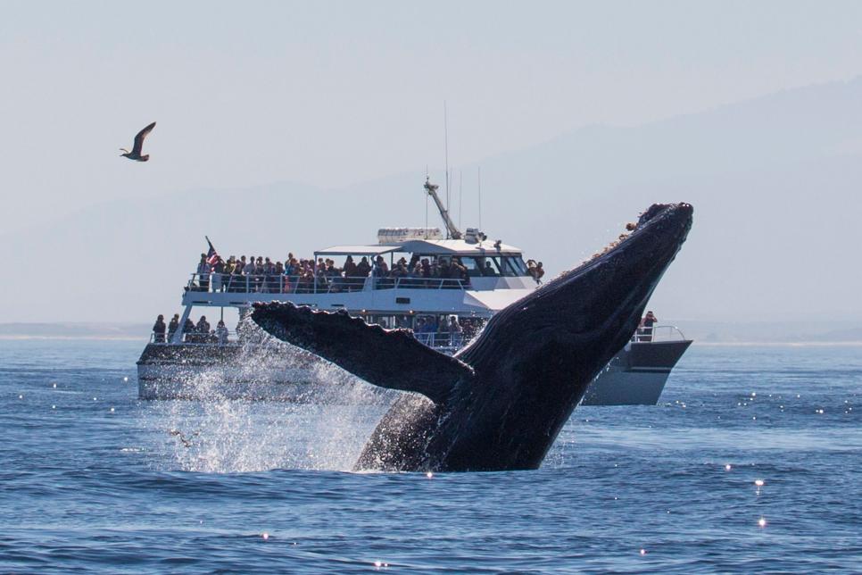 There are several places to see whales in North Carolina.