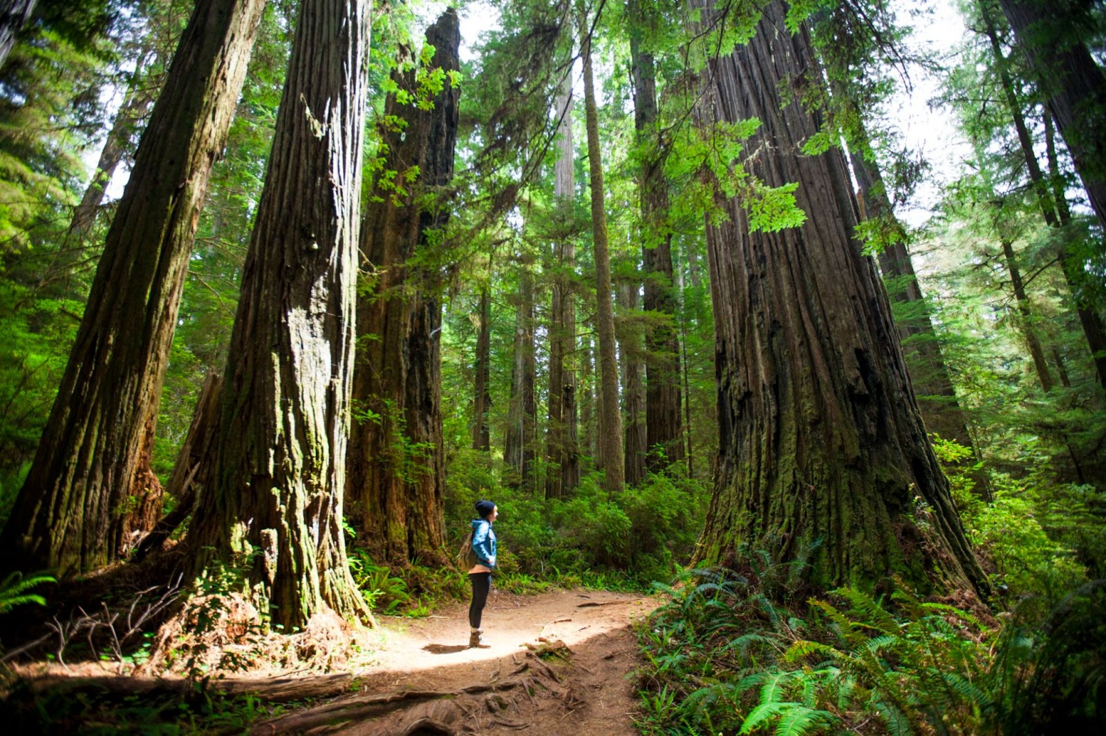 national park redwoods