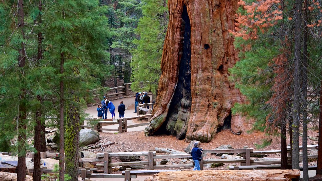 In the neighboring Sequoia National Park, there are several gigantic sequoias.