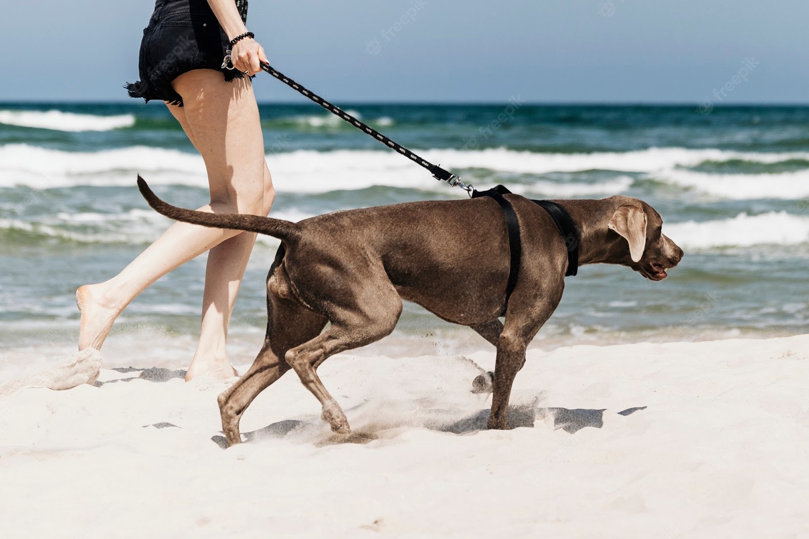 In the canine-friendly community of Seaside, it's typical to see people taking their dogs for walks along the shore.